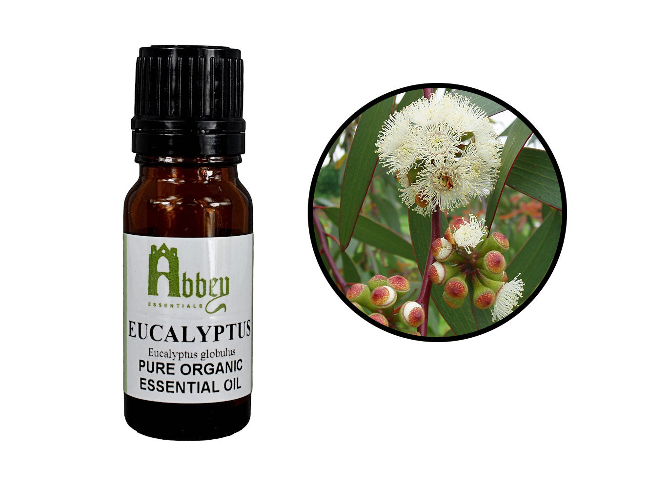 Eucalyptus Organic-0